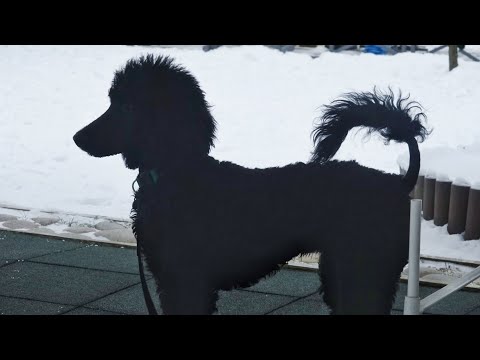 Видео: Догтренинг 495. "Несообразительный" королевский пудель. Индивидуальная консультация.