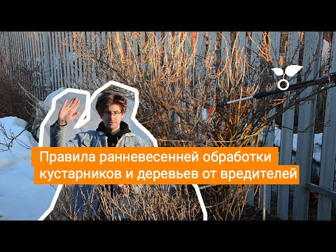 Видео: Правила ранневесенней обработки кустарников и деревьев от вредителей