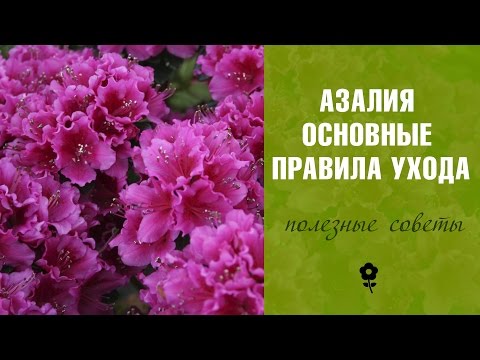 Видео: Азалия в домашних условиях 🌼 Советы по уходу за азалией 🌼  комнатные растения с Хитсад ТВ