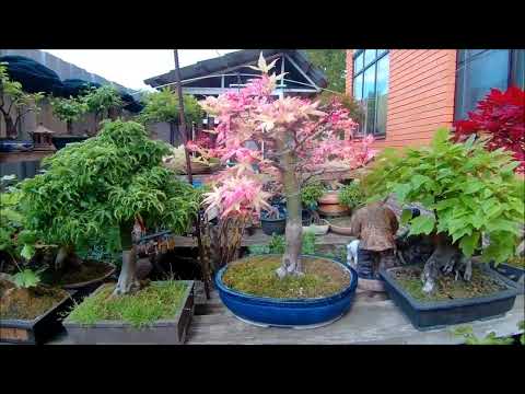 Видео: Бонсай вот такая весна музыка 2025 год