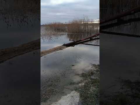 Видео: Карасук, половодъе 16  апреля 2024