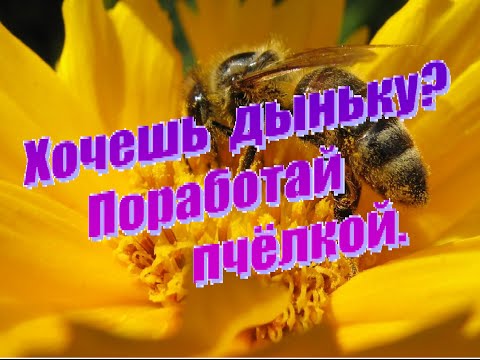 Видео: Опыление дынь вручную.