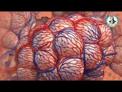 Видео: Адамның тыныс алу жолдарының құрылысы мен газалмасу мүшелері