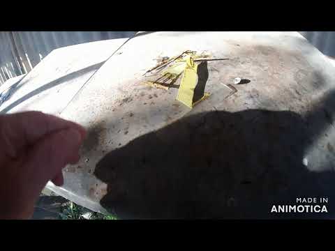 Видео: 02 11 25г  Гибель пчёл продолжается