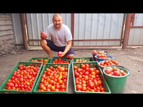 Видео: невероятный урожай арбузов и помидор без единого полива!!!