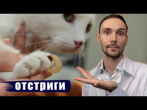 Видео: Как подстричь когти кошке? Инструкция от доктора