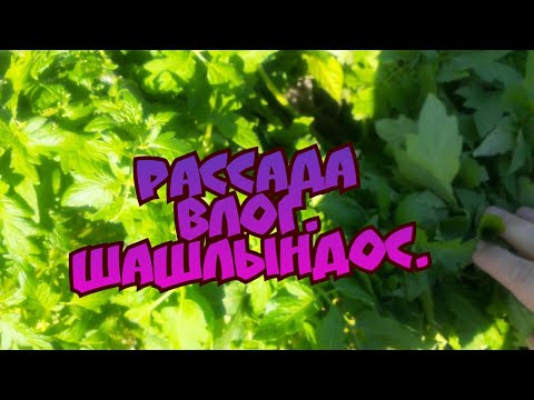 Видео: многодетная семья в деревне. влог. посадила рассаду. ужин у костра🔥🍢