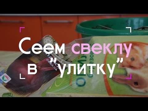 Видео: Сеем свеклу в "улитку" (07.03.2016 г.).