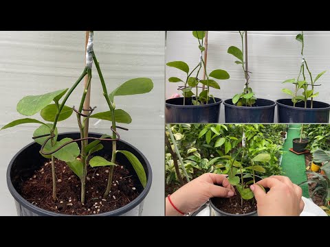 Видео: Сращивание трёх сеянцев 🌱