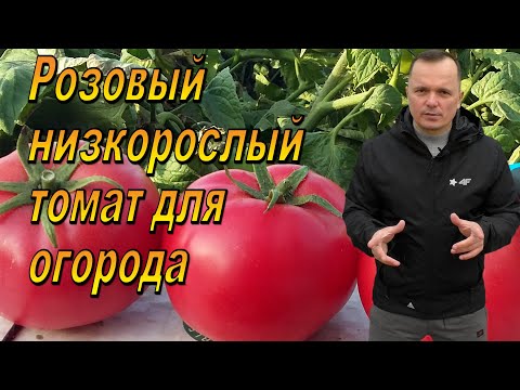 Видео: Отличный розовый низкорослый томат для открытого грунта!