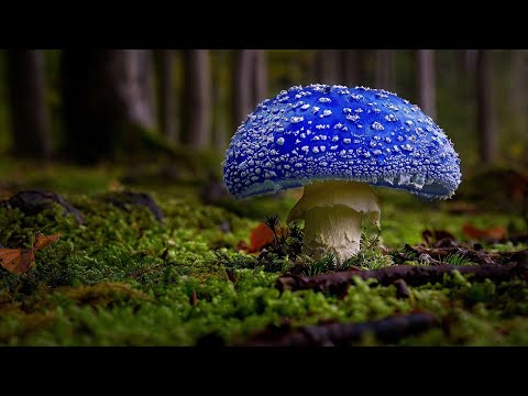 Видео: ТОП-10 САМЫХ КРАСИВЫХ МУХОМОРОВ ПЛАНЕТЫ / TOP-10 THE MOST BEAUTIFUL AMANITA IN THE WORLD