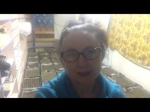 Видео: КАК УХАЖИВАТЬ ЗА ТЮЛЬПАНАМИ В ПЕРИОД УКОРЕНЕНИЯ (ОХЛАЖДЕНИЯ). ВЫГОНКА ТЮЛЬПАНОВ К 8 МАРТА.