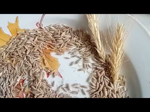Видео: Как сделать муку из зерна в домашних условиях