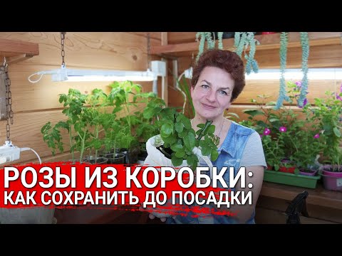 Видео: РОЗЫ ИЗ КОРОБКИ:  как сохранить до посадки
