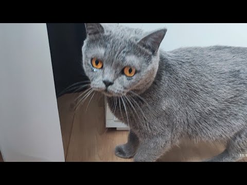 Видео: Кошка из приюта, день 1. #cat 