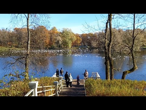 Видео: Гатчина Дворцовый парк