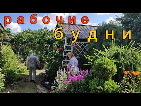 Видео: Обрезка  роз  после  первого цветения.  И  просто  болталка.