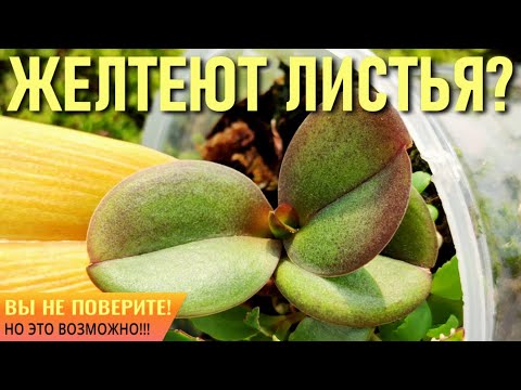 Видео: ВЫ НЕ ПОВЕРИТЕ, НО ТАКОЕ ВОЗМОЖНО! ЖЕЛТЕЮТ ЛИСТЬЯ ОРХИДЕИ? ЧТО ДЕЛАТЬ? СУПЕР НАСТОЙ! ХЛОРОЗ ПРИЧИНЫ!