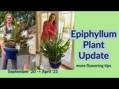 Видео: Обновление информации о растениях рода Epiphyllum: советы по увеличению цветения