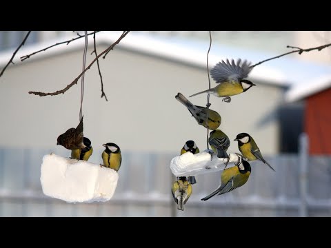 Видео: Синицы и воробьи кормятся жиром. Птицы на кормушке.