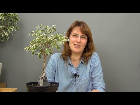 Видео: Плетение косичкой фикуса Бенджамина (ч.3).