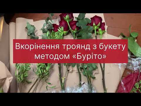 Видео: Як укорінити троянду з букета вдома 🌹 Метод Буріто | Все поетапно