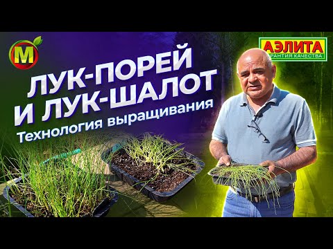 Видео: ВЫРАЩИВАНИЕ ЛУКА. ЛУК ШАЛОТ и ЛУК ПОРЕЙ