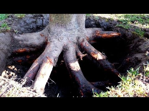 Видео: НЕРЕАЛЬНЫЕ НАХОДКИ ИЗ ПОД КОРНЕЙ И ЛЕСНЫХ ДОРОГ! СМОТРЕТЬ ВСЕМ! В Поисках Клада от Влада!