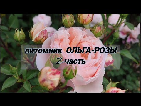 Видео: Vlog-238. 2-ЧАСТЬ: В гостях у питомника ОЛЬГА-РОЗЫ🌹 Смотрим на цветение и сорта роз