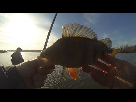 Видео: Окунь на микроджиг. Краткий обзор моей коллекции спиннингов.