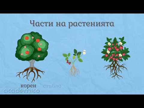 Видео: Растенията в родния край - Околен свят 1 клас | academico
