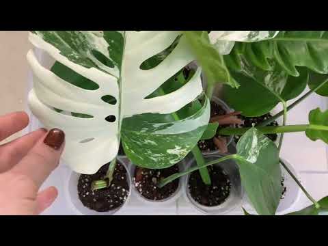 Видео: КАК УКОРЕНИТЬ ЧЕРЕНКИ  МОНСТЕРЫ (АЛЬБА)?