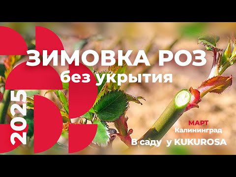 Видео: Как перезимовали розы без укрытия ! Обрезаем розы, обзор сада KUKUROSA! Сезон 2025 открыт!