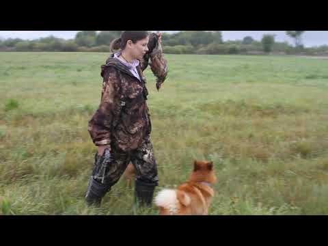 Видео: Натаска на фазана карело-финских лаек