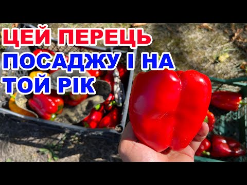 Видео: Які перці посадити для гарного врожаю ?