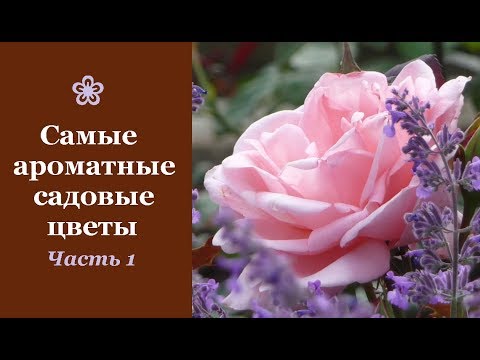 Видео: ❀ Самые ароматные садовые цветы. Часть 1