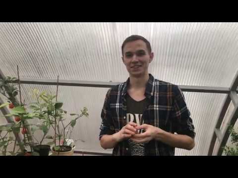 Видео: Спелость цитруса, а именно лимона