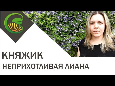 Видео: Самая неприхотливая лиана княжик