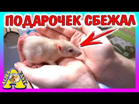 Видео: КРЫСКА СБЕЖАЛА / ХОМКИ КЕМПБЕЛЛА ОРЕО И ПЕПСИ / ЧЕМ КОРМЛЮ МОРСКИХ СВИНОК /  Alisa Easy Pets