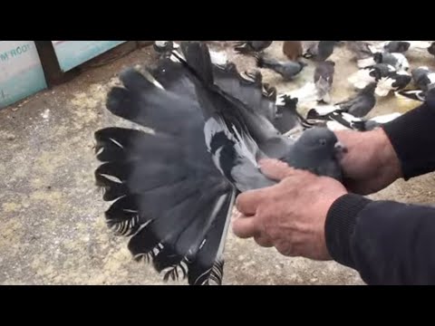 Видео: Купив голуба за 100$