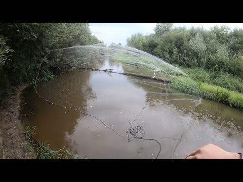 Видео: Не ожидал увидеть крупную рыбу на перекатах и мелководье. Кастинговая сеть 6м. на малой реке.