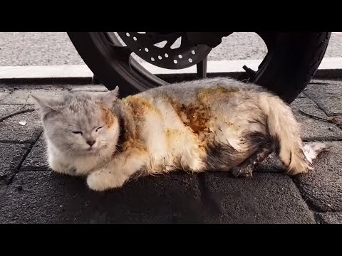 Видео: Кот был весь в ожогах и переломах, а крики его становились все слабее и слабее...
