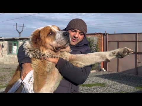 Видео: Первые шаги алабая Бархана