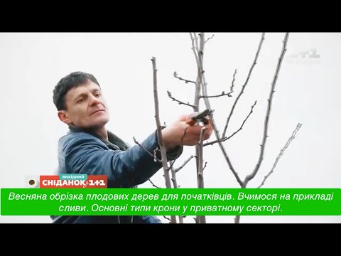 Видео: Весенняя обрезка плодовых растений для новичков. Основные типы кроны. Обработка против лишайника.