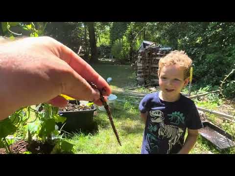 Видео: Зеленчуци без поливане: Тайната на сухото градинарство“ живата почва , покривните култури