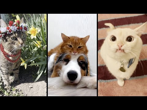 Видео: Cute and funny CATS.🐱 And Some Just Interesting Moments.😻Videos🔶 Сompilation # 58🔶