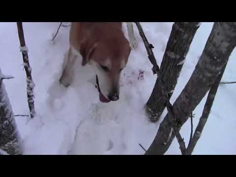 Видео: Два дня в поле  24 г.