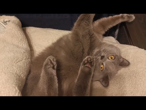 Видео: Рыбалка на Лёлика♥️🐈‍⬛🤣🤣🤣 
