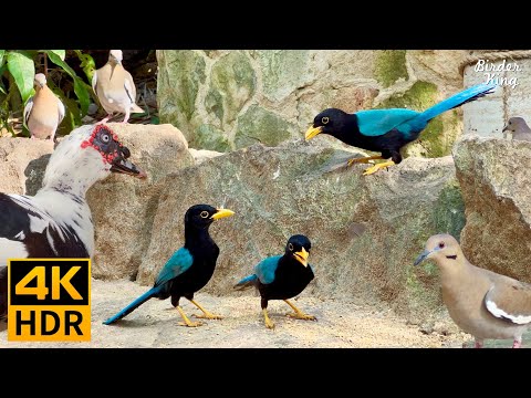Видео: КОШКА ТВ 😺 Милые Птицы и Белки 🐿 8 Часов 4K HDR