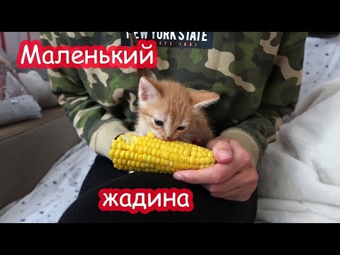 Видео: VLOG Батон ест кукурузу. Катя играет с Алисой.